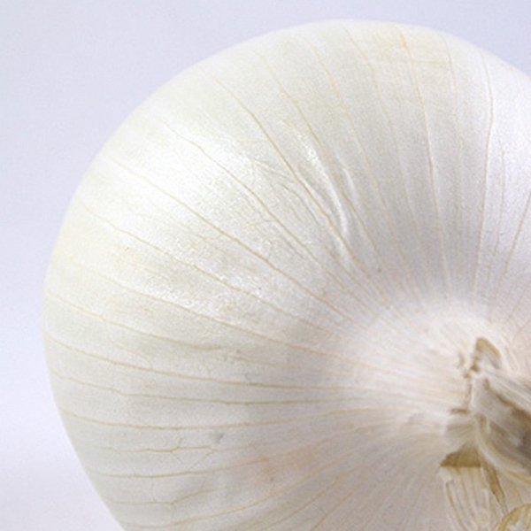 Cebula biała Agostana łagodna nasiona XL duże opakowanie