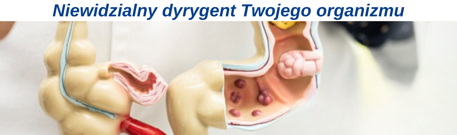 https://colwayshop.pl/_blog/264-Mikrobiota_jelitowa_%E2%80%93_niewidzialny_dyrygent_Twojego_organizmu.html