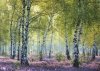 RAVENSBURGER 1000 EL. NATURA 1 PUZZLE 8+