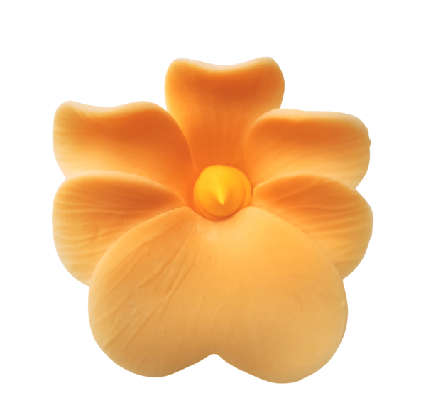 Miltonia herbaciana 10 szt