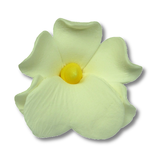 Miltonia 10 szt.  biała