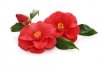 Camellia Oil, Cold Pressed, Esent, 20ml