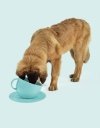 United Pets Milano CUP Duża Miska dla Psa 2500 ml / Niebieska