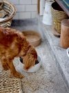 Bloomingville BUDDY Pojemnik na Karmę lub Smaczki dla Psa / Brązowy