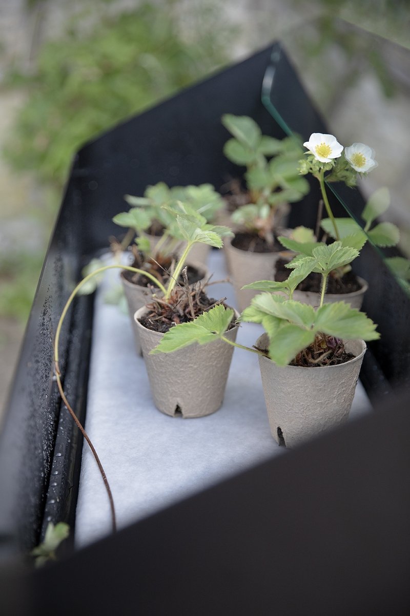 Detal szklarni Eva Solo Simply Grow Spire z systemem samonawadniającym