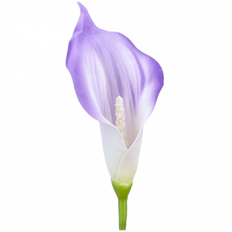 Główki Calla 6szt Fiolet KR1941B [50opak]