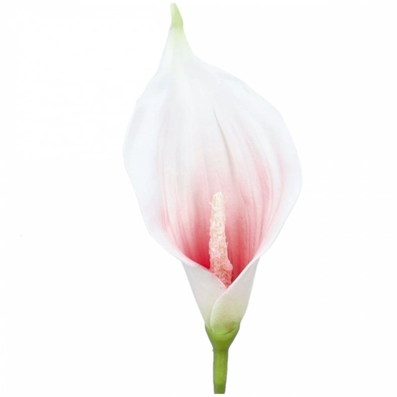 Główki Calla 6szt Biały/Koral KR1941E [50opak]