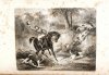 MILLS John - The Life of a Foxhound. With seven Illustrations on steel.