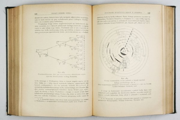 KONOPIŃSKI Tadeusz - Hodowla bydła. Pochodzenie, rasy, pokrój, dobór, wychów, żywienie, użytkowanie i organizacja czyli biologiczne i ekonomiczne podstawy hodowli bydła. 370 rycin