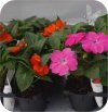 Sunpatiens czerwony 6 szt.