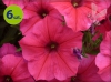 supertunia Vista