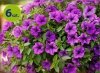 Supertunia Mini Vista Blue 6 sztuk
