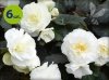biała begonia