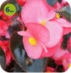 begonia Dragon rożowa