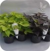 Ipomea limonkowa 6 sztuk