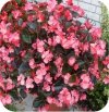 begonia Dragon różowa