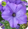 surfinia heavenly blue