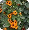 Thunbergia Orange 6 sztuk