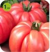 Pomidor szczepiony Cassarosa