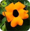 Thunbergia Orange 6 sztuk