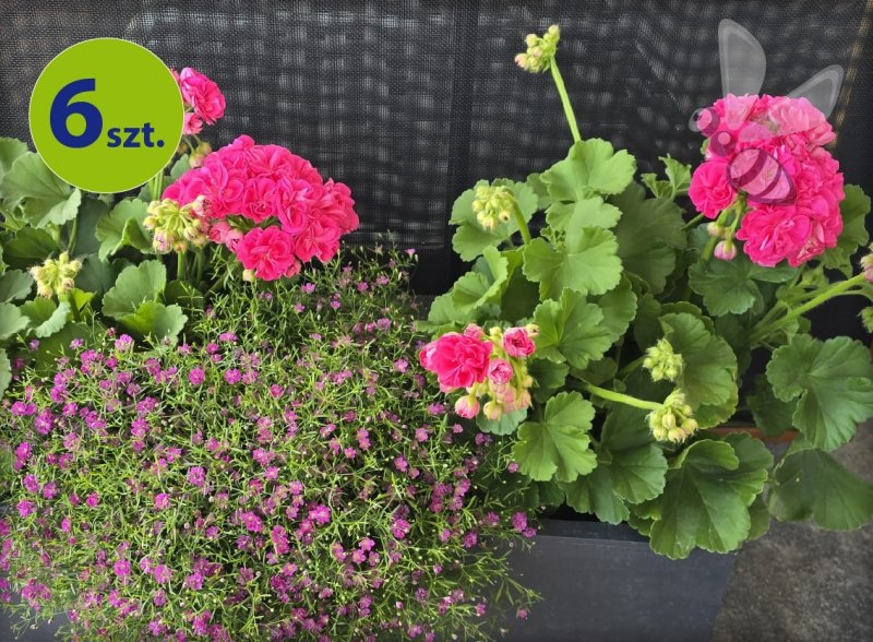 Pelargonia Rosebud  Linda 6 sztuk