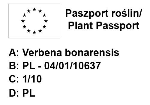 Werbena rigida Polaris 6 sztuk