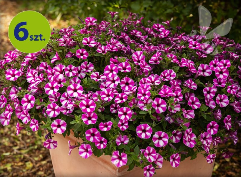 Supertunia Vista Raspberry 6 sztuk