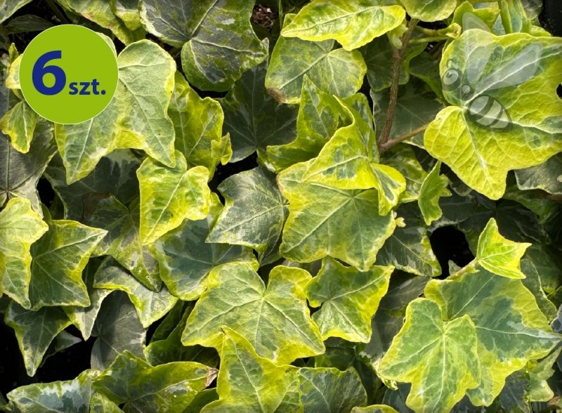 Hedera kolibri mint 6 szt.