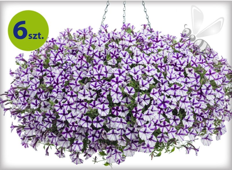 Supertunia Mini Vista Violet Star 6 sztuk