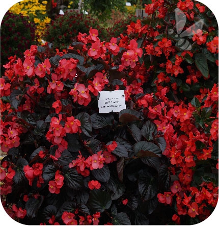 begonia czerwona z ciemnym liściem