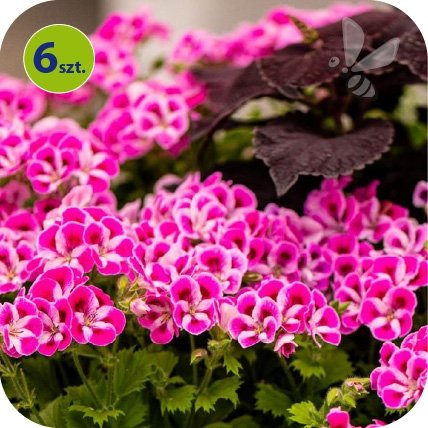 Pelargonia angielska Pinkerbell 6 sztuk