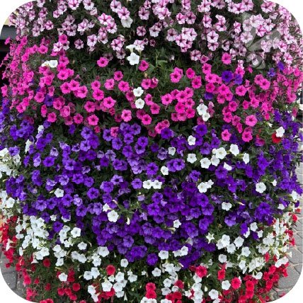 Supertunia Mini Vista White 6 sztuk