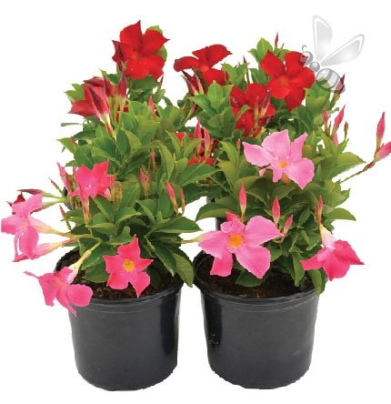 Mandevilla cream pink 6 szt.