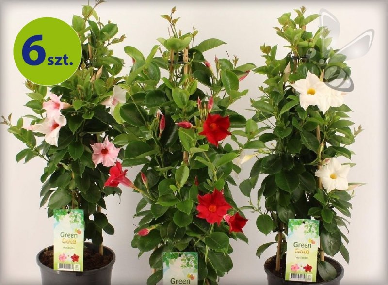 Mandevilla cream pink 6 szt.