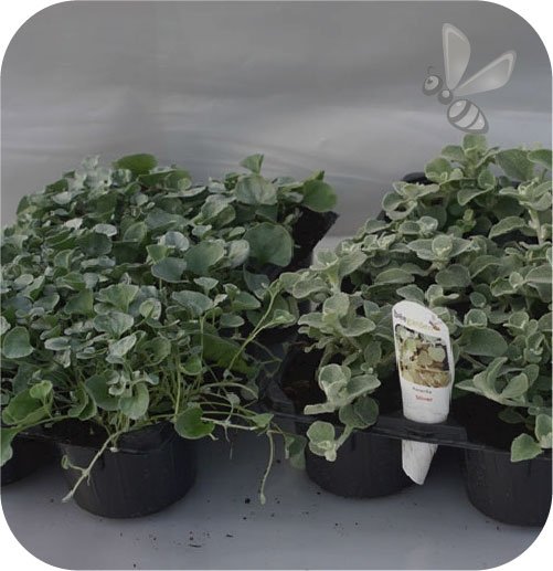 Dichondra Silver 6 sztuk