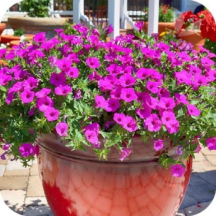 Supertunia Mini Vista Violet Star 6 sztuk