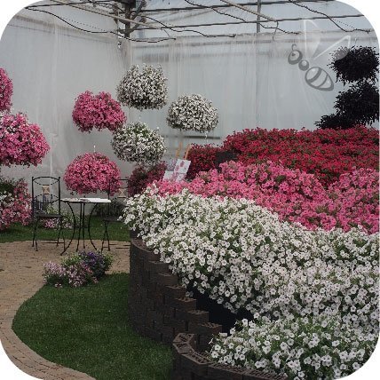 Supertunia Mini Vista Coral 6 sztuk