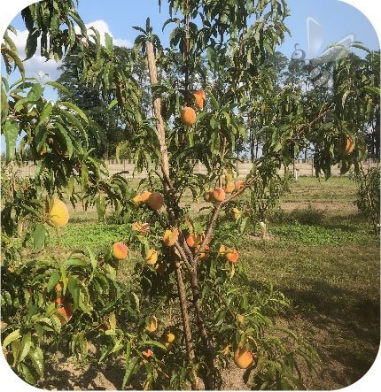 Brzoskwinia Fruit Me® Peach Me Red