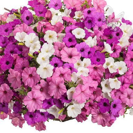Supertunia Vista Strawberry 6 sztuk
