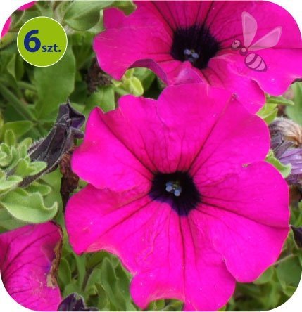surfinia purple
