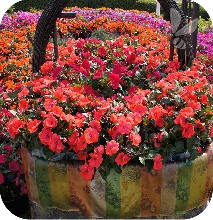 Sunpatiens czerwony 6 szt.