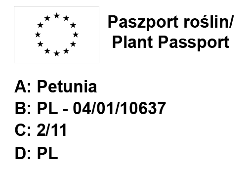 Supertunia Vista Fuchsia 6 sztuk