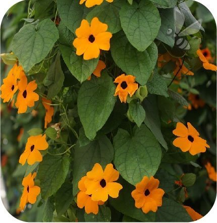 Hedera golden child 6 szt.
