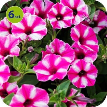 Supertunia Vista Raspberry 6 sztuk