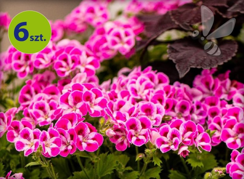 Pelargonia angielska Pinkerbell 6 sztuk