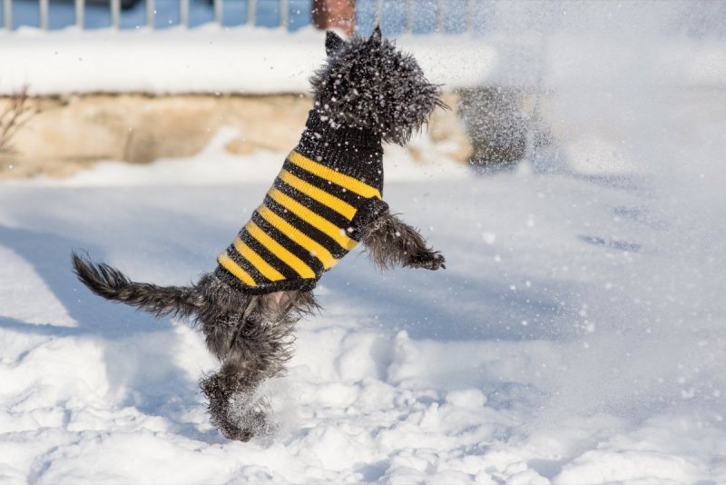 Ami Play Sweter dla psa Glasgow 28cm Niebieskie paski
