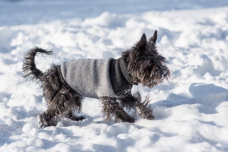 Ami Play Sweter dla psa Oslo 34cm Czarny