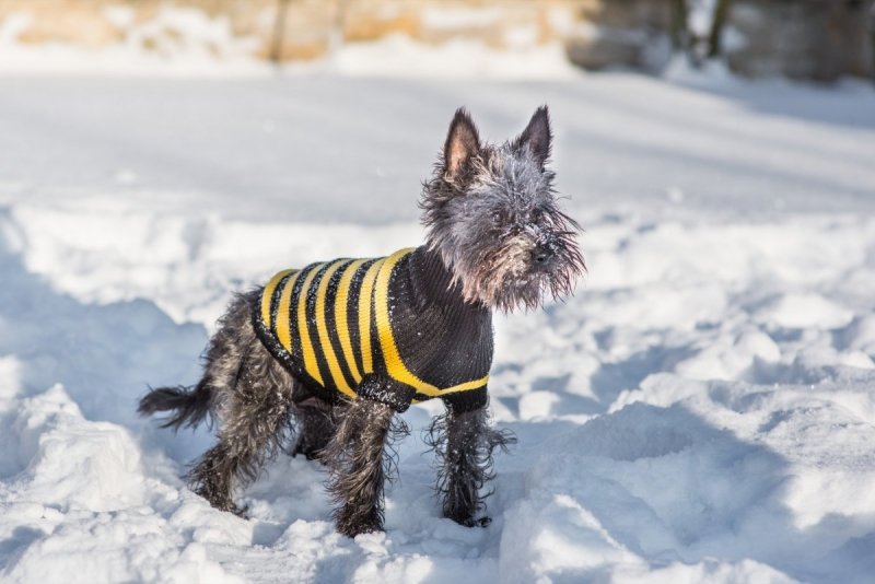 Ami Play Sweter dla psa Glasgow 50cm Szare paski