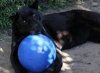 Boomer Ball S - 4 / 11cm niebieska