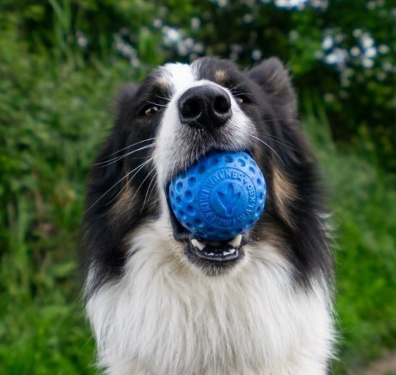 Kiwi Walker Let&#039;s Play Ball Maxi piłka niebieska